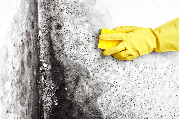 Best Mold Damage Restoration  in Waynesboro, GA