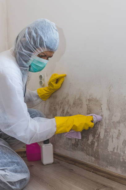 Best Water Damage & Mold Remediation  in Waynesboro, GA